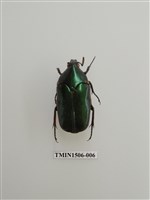 藏品(金龜子科(十二))的圖片